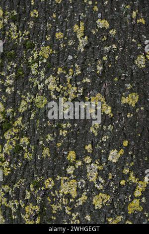 Abstrakte Hintergrundtextur, dunkle Rinde mit Flechten und Moos auf einem Baumstamm, Vollformat, Kopierraum Stockfoto