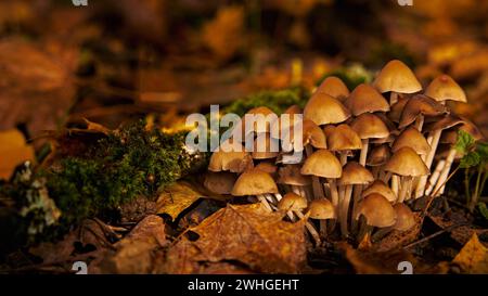 Wunderschöne Pilzgruppe zwischen den gelben Herbstblättern und grünem Moos Stockfoto