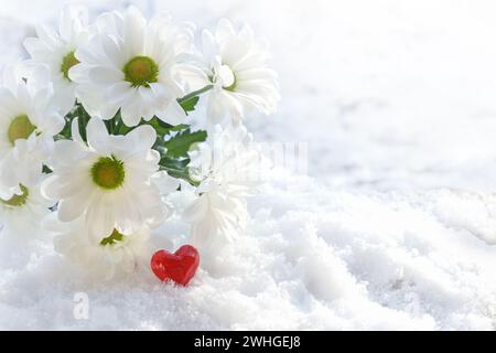 Blumenstrauß aus weißen Gänseblümchen, dekoriert mit einem roten Herzen aus Glas als Liebessymbol auf dem Schnee, Valentinstag-Gruß Stockfoto