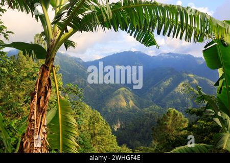 Die Blue Mountains in Jamaika, der Karibik, Mittelamerika Stockfoto