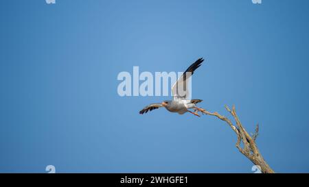 Blasse Gesänge Goshawk (Melierax canorus) Kgalagadi Transfrontier Park, Südafrika Stockfoto