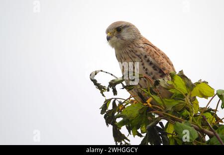 Gemeiner Kestrel (Falco tinnunculus) auf einem Baum sitzend Stockfoto