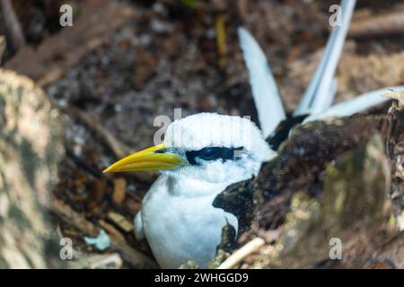 Weißschwanztropikvögel (Phaethon lepturus) auf Cousin Island, Seychellen, Indischer Ozean, Afrika Stockfoto