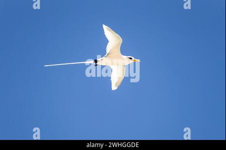 Weißschwanztropikvögel (Phaethon lepturus) auf Cousin Island, Seychellen, Indischer Ozean, Afrika Stockfoto