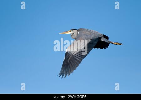 Graureiher im Flug Stockfoto