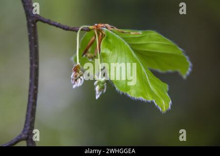 Behaarte männliche Blüten und Blätter auf einem Zweig der Buche (Fagus sylvatica) im Frühjahr, dunkelgrüner Hintergrund, Kopie spac Stockfoto