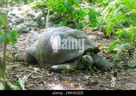 Eine Aldabra-Riesenschildkröte (dipsochelys gigantea), Cousininsel, Seychellen, Indischer Ozean, Afrika Stockfoto