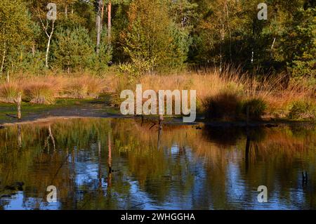 Landschaft im Herbst am Grundlosen See, Walsrode, Niedersachsen Stockfoto