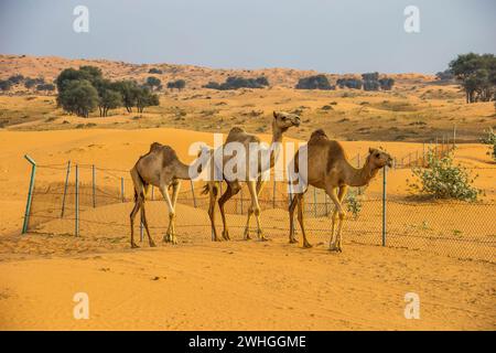 Kamele in der Wüste, Ras al-Khaimah, Vereinigte Arabische Emirate, Asien Stockfoto