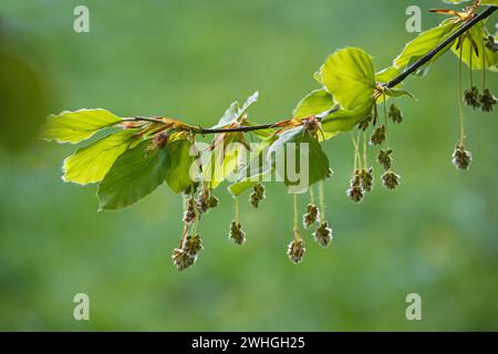 Hängende haarige männliche Blumen und junge Blätter an einem Zweig einer Buche (Fagus sylvatica) im Frühjahr, natürlicher grüner Hintergrund, c Stockfoto