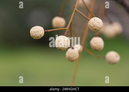 Melia Azedarach (Chinaberry Tree) Perlen mit unscharfem Hintergrund. Weiße und gelbe getrocknete Früchte auf einem Zweig im Winter. Stockfoto