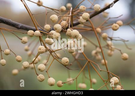 Melia Azedarach (Chinaberry Tree) Perlen mit unscharfem Hintergrund. Weiße und gelbe getrocknete Früchte auf einem Zweig im Winter. Stockfoto