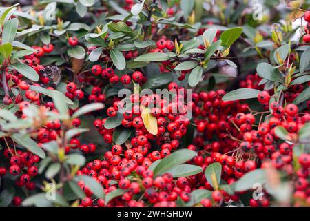 Firethorn oder Pyramicantha, dekorativer Gartenbusch mit leuchtend roten Beeren. Nahaufnahme der roten Pyramicantha-Beeren im Herbst, selektiver Fokus Stockfoto