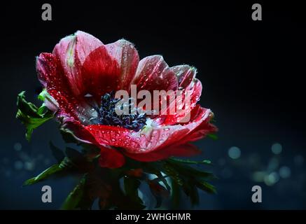 Rote Anemonenblume mit Wassertropfen nach Regen vor schwarzem Hintergrund mit verschwommenem dunkelblauem Bokeh, Nahaufnahme, Kopierraum Stockfoto