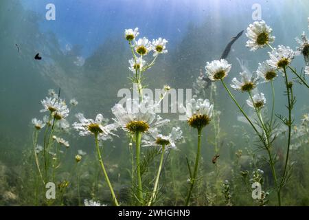 Blumen unter Wasser Stockfoto