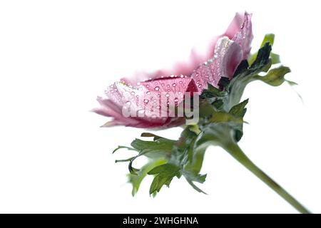 Rosa lila Anemonenblumenkopf mit Tautropfen in den Blütenblättern isoliert auf weißem Hintergrund, Nahaufnahme, Kopierraum, ausgewählt Stockfoto