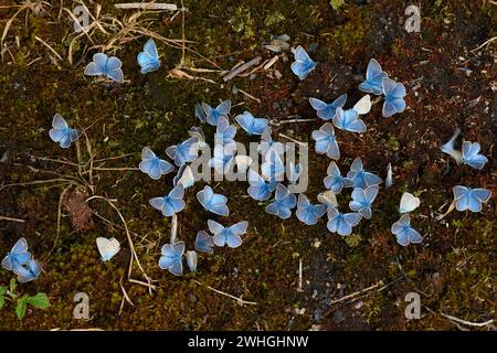 Polyommatus amandus, der blaue Amanda, männlich Stockfoto