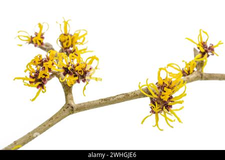 Gelbe Blüten auf einem blühenden Hamamelis-Zweig (Hamamelis) isoliert auf weißem Hintergrund, Heilpflanze zur Hautpflege c Stockfoto