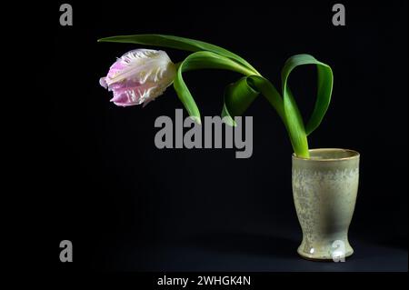 Papageientulpe in weiß und rosa mit Wassertropfen in einer grünen Keramikvase auf schwarzem Hintergrund, Kopierraum Stockfoto