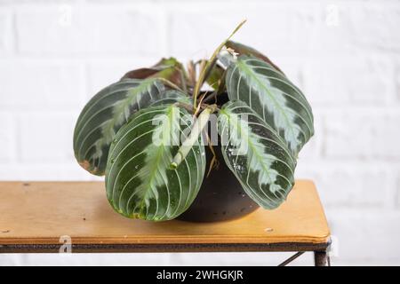 Eine seltene Hauspflanze Maranta leuconeura Massangeana Nahblatt im Inneren auf weißem Mauerwerk. Topfpflanzen, gr Stockfoto