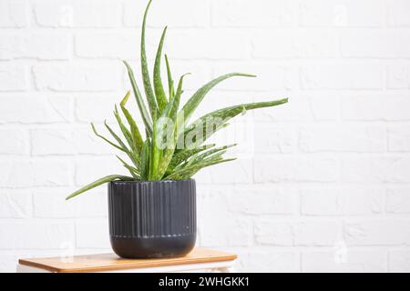 Aloe Vera ist eine nützliche Heilpflanze im Inneren auf weißem Mauerwerk. Topfpflanzen, grüne Wohnkultur, Pflege und Kultivierung Stockfoto