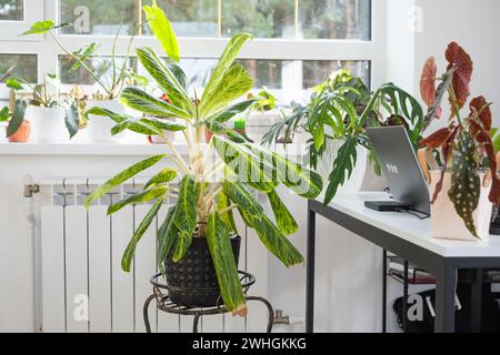 Aglaonema-Nahaufnahme im Innenraum auf dem Tisch. Zimmerpflanzen wachsen und pflegen für Zimmerpflanzen, grünes Zuhause Stockfoto