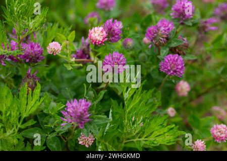 Nahaufnahme von Rotklee, Trifolium pratense, ein mehrjähriges und in Europa häufig vorkommendes Wildklee, besonders in natürlichen Wiesen, Brachflächen und extensiv bewirtschaftetem Met Stockfoto