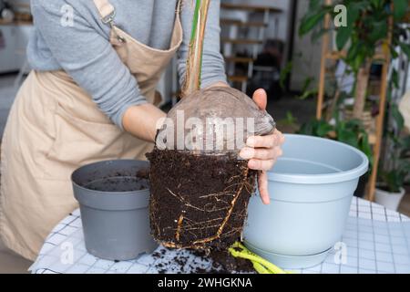 Die Frau pflanzt eine Kokosnuss mit einem Klumpen Erde und Wurzeln in einen Topf zu Hause im Inneren. Treibhaus, Pflege und Kultivierung Stockfoto