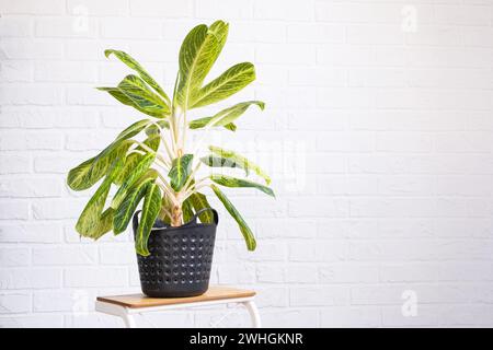 Aglaonema-Nahaufnahme im Innenraum auf dem Tisch. Zimmerpflanzen wachsen und pflegen für Zimmerpflanzen, grünes Zuhause Stockfoto