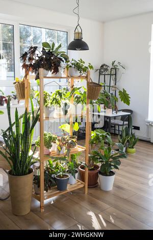 Regale mit einer Gruppe von Zimmerpflanzen im Innenraum. Zimmerpflanzen wachsen und pflegen für Zimmerpflanzen, grünes Zuhause Stockfoto