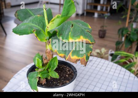 Probleme beim Anbau von Hauspflanzen Probleme beim Anbau von Hauspflanzen Musa Banan - Blätter mit Gelb Stockfoto