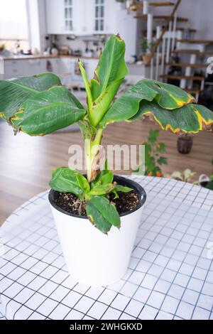 Probleme beim Anbau von Hauspflanzen Probleme beim Anbau von Hauspflanzen Musa Banan - Blätter mit Gelb Stockfoto