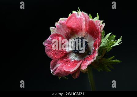 Weit geöffnete rote rosa Anemonenblüte mit Wassertropfen auf den Blütenblättern und schwarzem Pollen in der Mitte, dunkler Hintergrund mit Kopierraum Stockfoto