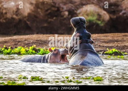 Hippo im Tsavo-West-Nationalpark, Kenia Stockfoto