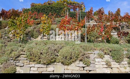 Trockenmauer auf einem steilen Weinberg Stockfoto