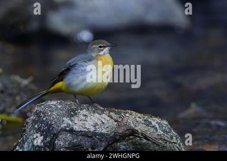 Graue Bachstelze im Frühjahr Stockfoto