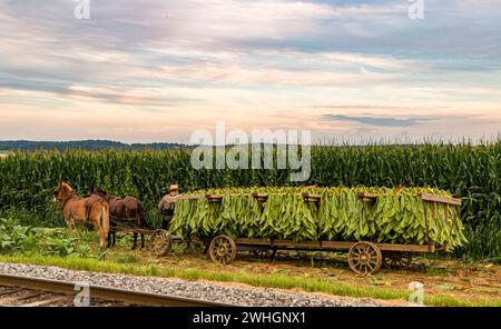 Ansicht eines Amischen-Mannes, der geernteten Tabak auf einen Wagen legt, um ihn zum Trocknen in die Scheune zu bringen Stockfoto