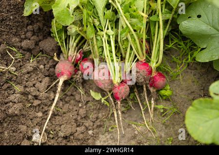 Gärtner pflücken einen frischen roten Rettich auf einer Bio-Farm mit umweltfreundlichem Lebensstil. Ein Bauer baut einen roten Rettich voller Nahrung und Vitamine an Stockfoto