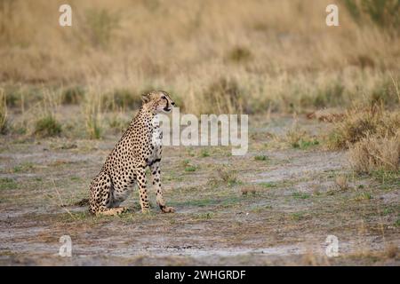 Gepard (Acinonyx jubatus), Etosha Nationalpark, Namibia, Afrika Stockfoto