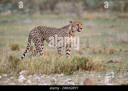 Gepard (Acinonyx jubatus), Etosha Nationalpark, Namibia, Afrika Stockfoto