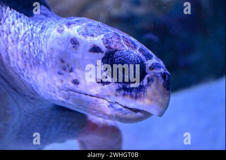 Karettschildkröte schwimmt im Meer. Nahaufnahme der Schildkröte im Wasser. Stockfoto