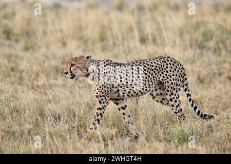 Gepard (Acinonyx jubatus), Etosha Nationalpark, Namibia, Afrika Stockfoto