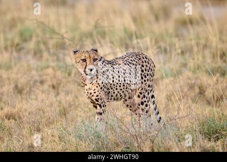 Gepard (Acinonyx jubatus), Etosha Nationalpark, Namibia, Afrika Stockfoto