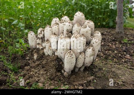 Koloniepilze coprinus comatus wachsen im Garten. Antialkoholischer Pilz Stockfoto