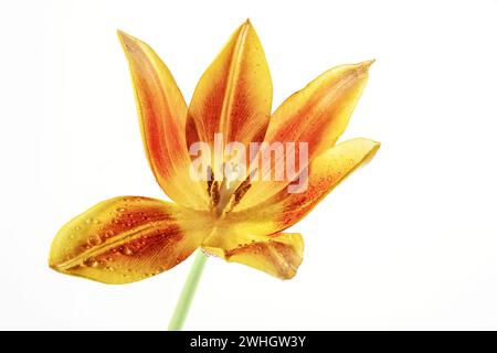 Öffnen Sie den Tulpenblütenkopf in Orange, Rot und Gelb mit Pistil und Stamen, einige Wassertropfen auf den Blütenblättern, isoliert auf einem weißen bac Stockfoto