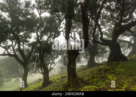 Alte Laurel Bäume im Fanal Wald, Madeira. Mystischer nebliger Park mit alten Bäumen. Stockfoto