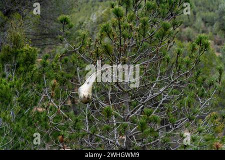 Februar, 10, 2024 penedes, Spanien KLIMAWANDEL Penedes, spanien-die Prozessionäre raupenpest die Prozessionäre raupenpest (Thaumetopoea pityocampa) betrifft bereits 13 % der katalanischen Kiefernwälder, eine Pest, die aufgrund von Dürre und globaler Erwärmung zunimmt und die ausgedehnten mediterranen Kiefernwälder zerstört und zum Tod von Bäumen führt. sowie der Tod einiger Tierarten durch die raupe, da es Schwellungen der Kehle der Tiere und Schwierigkeiten beim Atmen verursacht. La plaga de la oruga procesionaria (Thaumetopoea pityocampa) ya afecta al 13% de los pinares de CA Stockfoto