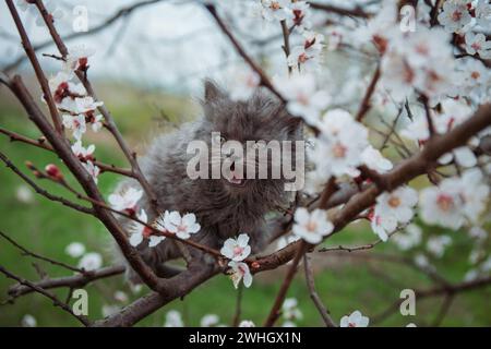 Eine kleine graue flauschige Katze sitzt auf dünnen Zweigen eines blühenden Aprikosenbaums und weint, im Frühling bewölktes Wetter Stockfoto