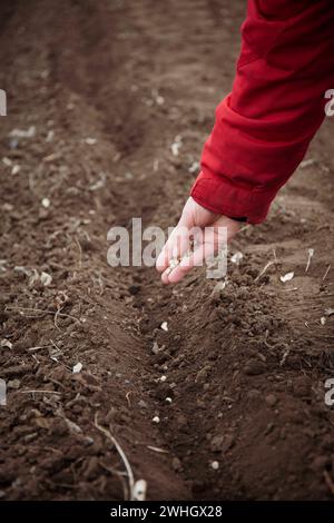 Pflanzen von Samen. Nahaufnahme einer Hand, die Samen in den Boden pflanzt. Ein Fragment der Hand einer Bauernfrau, die Erbsenkerne in einer Furche in frühen Spri pflanzt Stockfoto