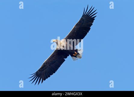 Bansin, Deutschland. Februar 2024. 08.02.2024, Bansin auf Usedom. Ein erwachsener Seeadler (Haliaeetus albicilla) fliegt in der Nähe von Bansin auf der Ostseeinsel Usedom am Himmel. Die Zahl der in freier Wildbahn lebenden Seeadler in Deutschland hat in den letzten Jahrzehnten dank strenger Schutzmaßnahmen deutlich zugenommen. Mecklenburg-Vorpommern mit seinen vielen Gewässern und weiten Landschaften ist zu einem Paradies für Adler geworden. Kredit: Wolfram Steinberg/dpa Kredit: Wolfram Steinberg/dpa/Alamy Live News Stockfoto